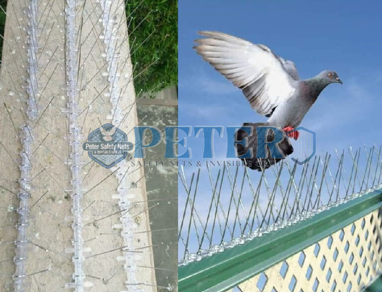 pigeon1
